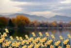 Daffodils near Grasmere  - Click to go back to the list of tours page